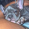 Remi is registered to the contest to win money with this photo: dog, puppy, french_bulldog, sleeping, tired, close_up, portrait, pet, animal, gray_fur, large_ears, wrinkled_face, paws, nose, indoor, lap, human, cuddling, flash_photography, relaxed