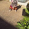 Remi joined the competition — help win amazing prizes! dog, french_bulldog, puppy, pet, animal, portrait, sitting, outdoors, sunlight, jersey, football, sportswear, red_shirt, ears, wrinkles, short_snout, pavement, grass, air_conditioner, shadow