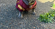 Remi joined the competition — help win amazing prizes! dog, french_bulldog, puppy, pet, animal, portrait, sitting, outdoor, sunlight, jersey, football, sportswear, burgundy, collar, leash, ears, blue_gray, pavement, plants, cute