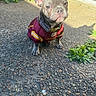 dog, french_bulldog, puppy, pet, animal, portrait, sitting, outdoor, sunlight, jersey, football, sportswear, burgundy, collar, leash, ears, blue_gray, pavement, plants, cute