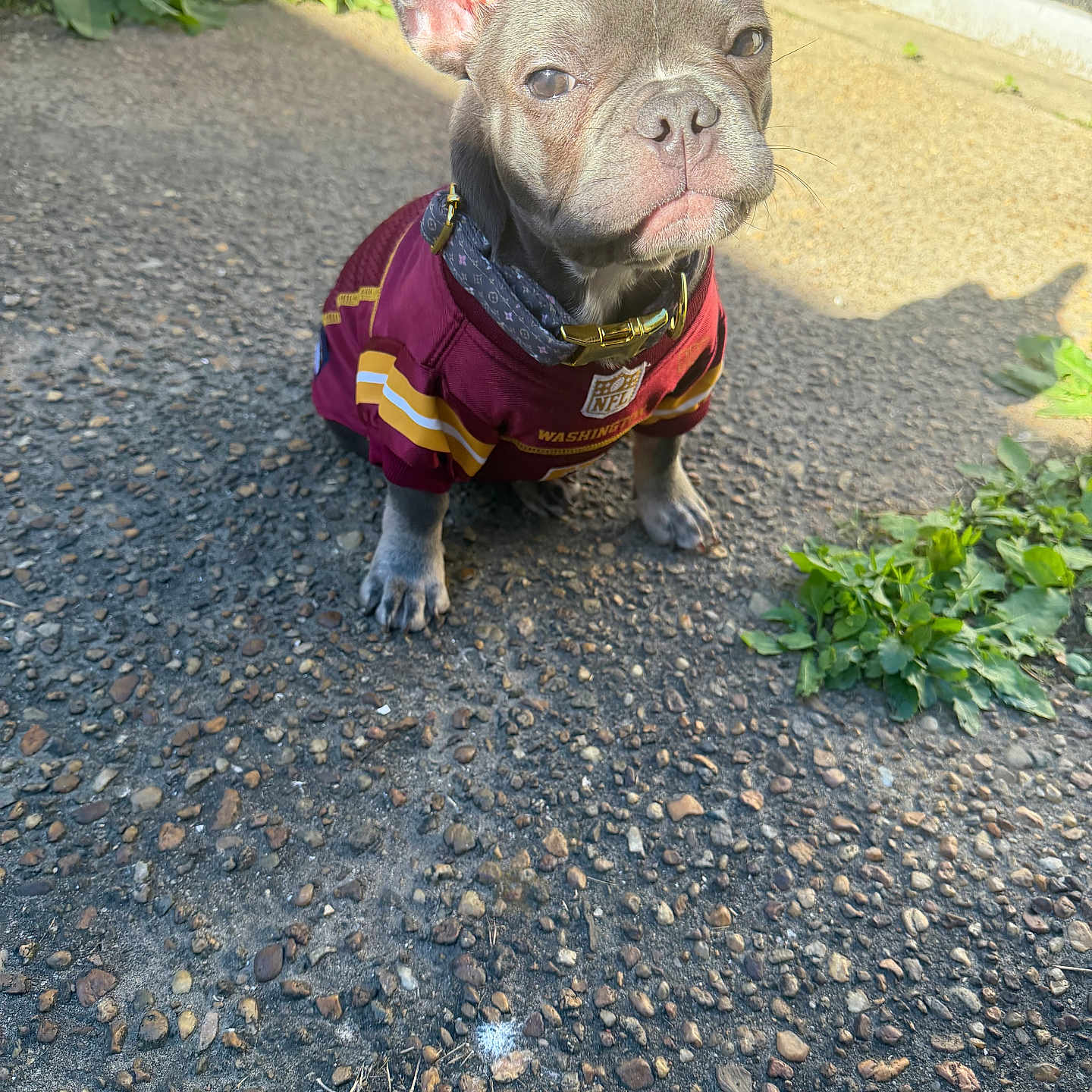 Remi