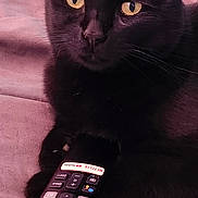Sophie joined the competition — help win amazing prizes! black_cat, cat, pet, remote_control, bed, indoor, yellow_eyes, feline, animal, resting, cute, domestic_cat, close_up, soft_lighting, relaxing, watching_tv, technology, electronic_device, home, cozy
