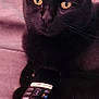 black_cat, cat, pet, remote_control, bed, indoor, yellow_eyes, feline, animal, resting, cute, domestic_cat, close_up, soft_lighting, relaxing, watching_tv, technology, electronic_device, home, cozy