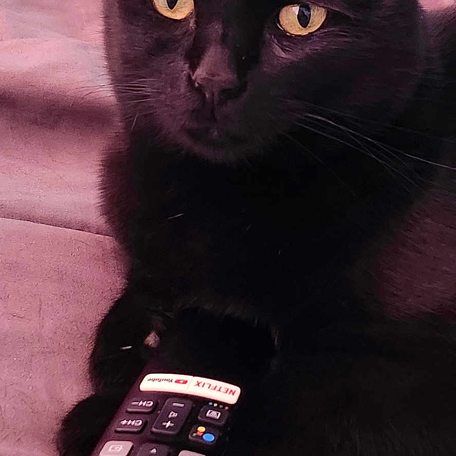 Sophie joined the competition — help win amazing prizes! animal, bed, black_cat, cat, close_up, cozy, cute, domestic_cat, electronic_device, feline, home, indoor, pet, relaxing, remote_control, resting, soft_lighting, technology, watching_tv, yellow_eyes