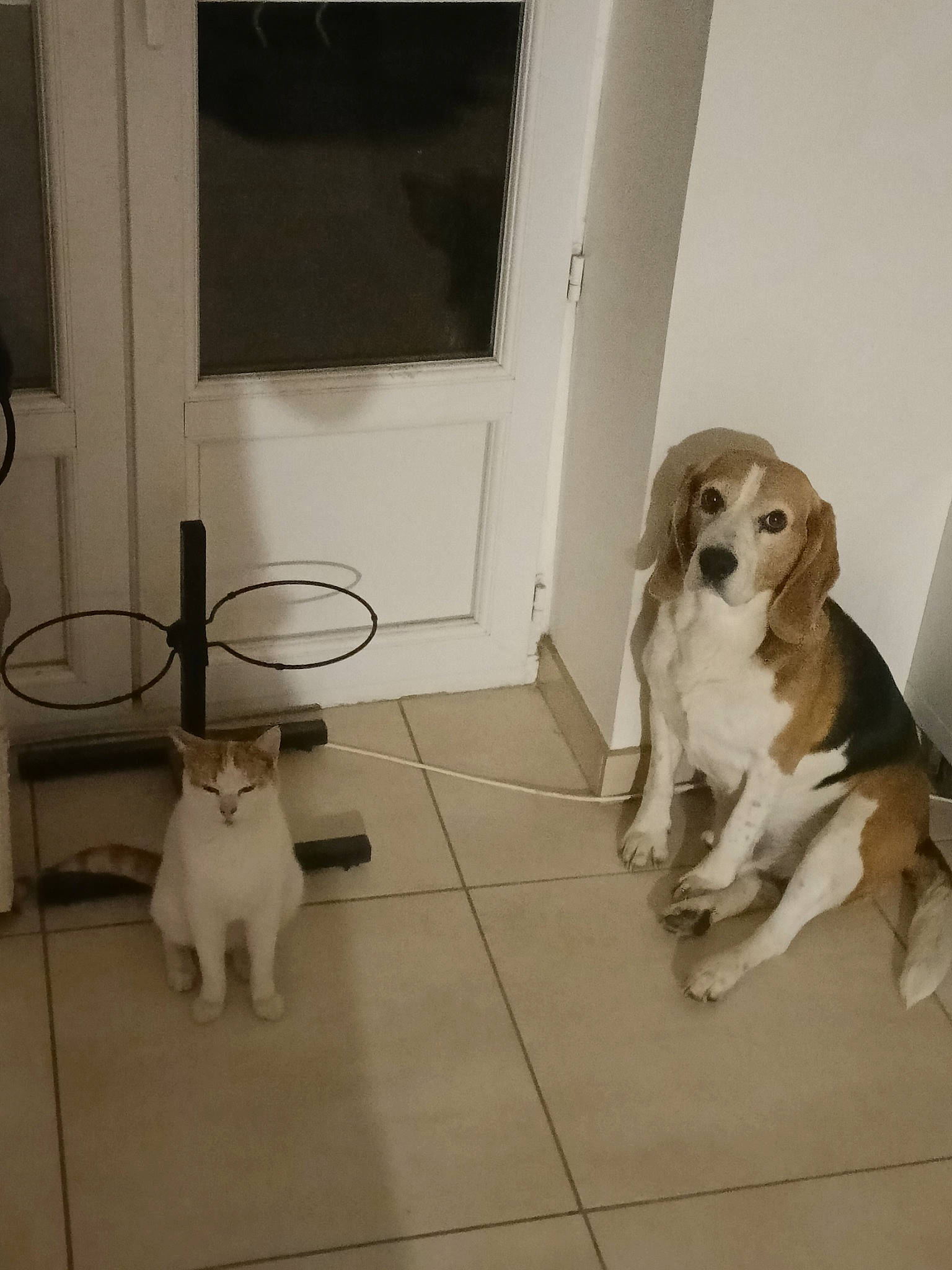 Larry a rejoint le concours — aidez-le/la à gagner de superbes lots ! canidae, carnivore, companion_dog, dog, dog_breed, door, drinkware, fawn, felidae, floor, flooring, fur, hardwood, room, small_to_medium_sized_cats, snout, sporting_group, tail, wood, working_animal