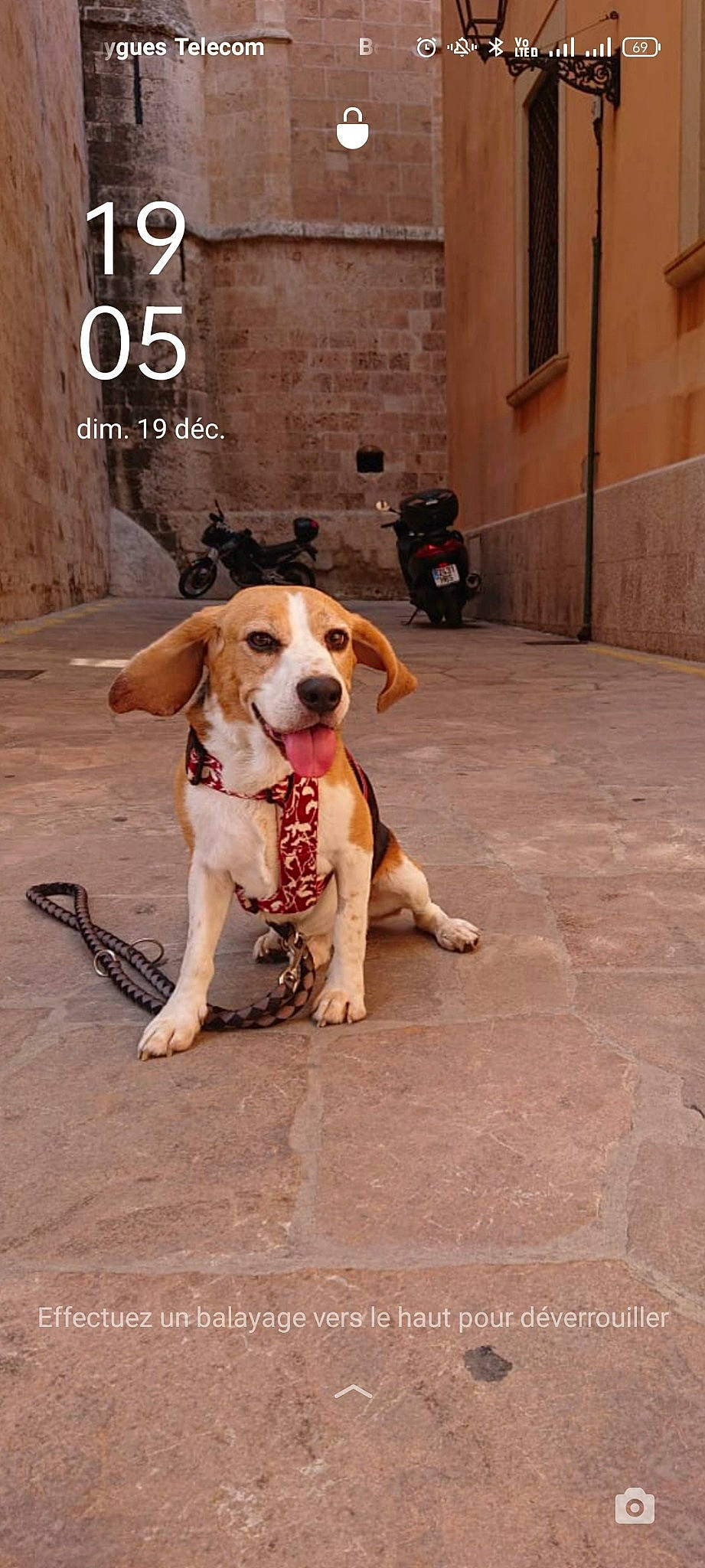 Larry a rejoint le concours — aidez-le/la à gagner de superbes lots ! ball, brick, building, carnivore, collar, companion_dog, dog, dog_breed, door, fawn, floor, flooring, leash, paw, road_surface, sidewalk, snout, sporting_group, window, wood