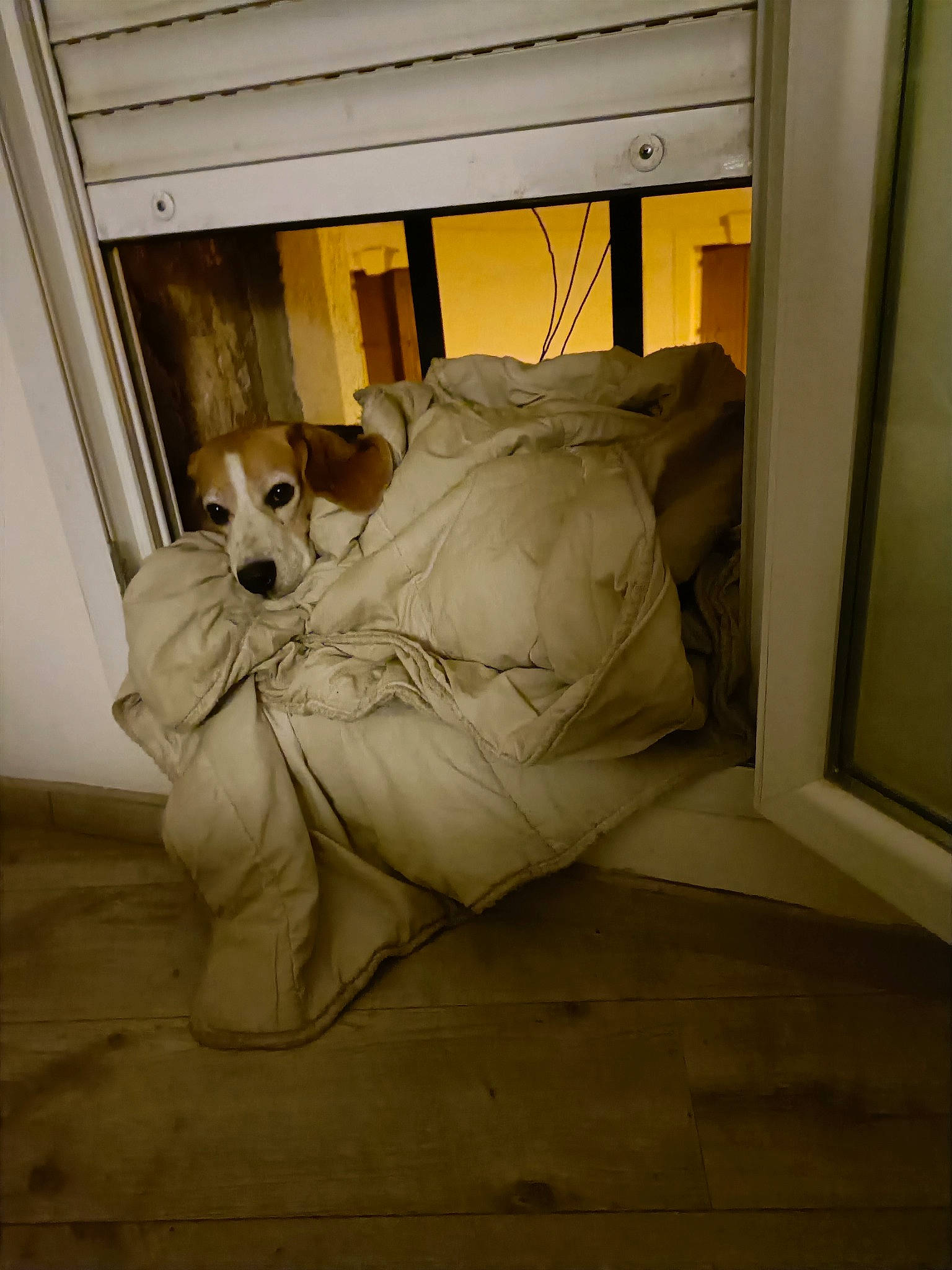 Larry participe au concours pour gagner de l'argent avec cette photo : bed, bed_frame, bed_sheet, bedding, bedroom, carnivore, comfort, companion_dog, dog, dog_breed, floor, flooring, fur, hardwood, linens, pillow, room, textile, tints_and_shades, wood