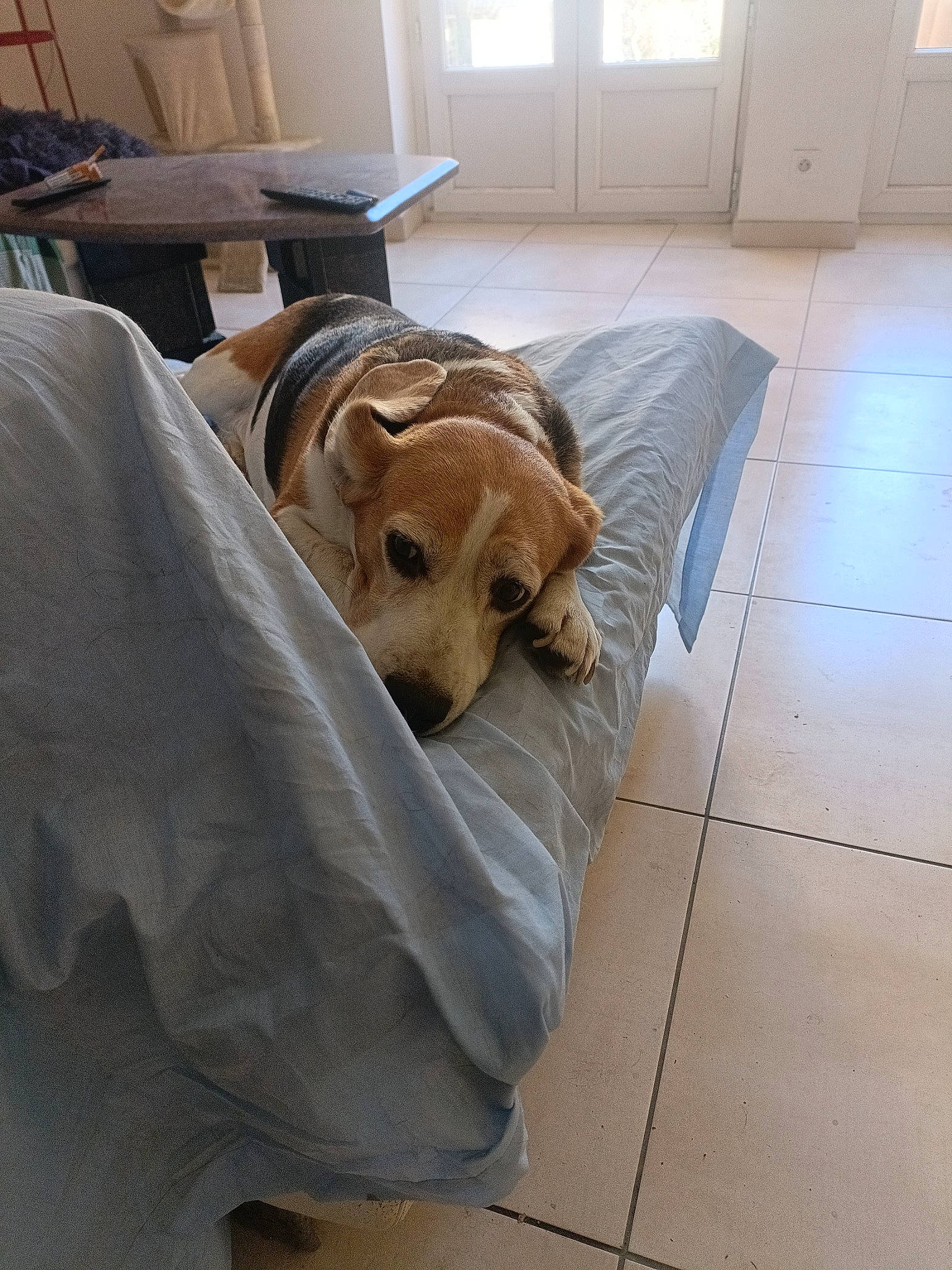 Larry a rejoint le concours — aidez-le/la à gagner de superbes lots ! carnivore, chair, comfort, companion_dog, dog, dog_breed, dog_supply, fawn, floor, flooring, fur, furniture, hardwood, living_room, pet_supply, room, snout, table, wood, working_animal