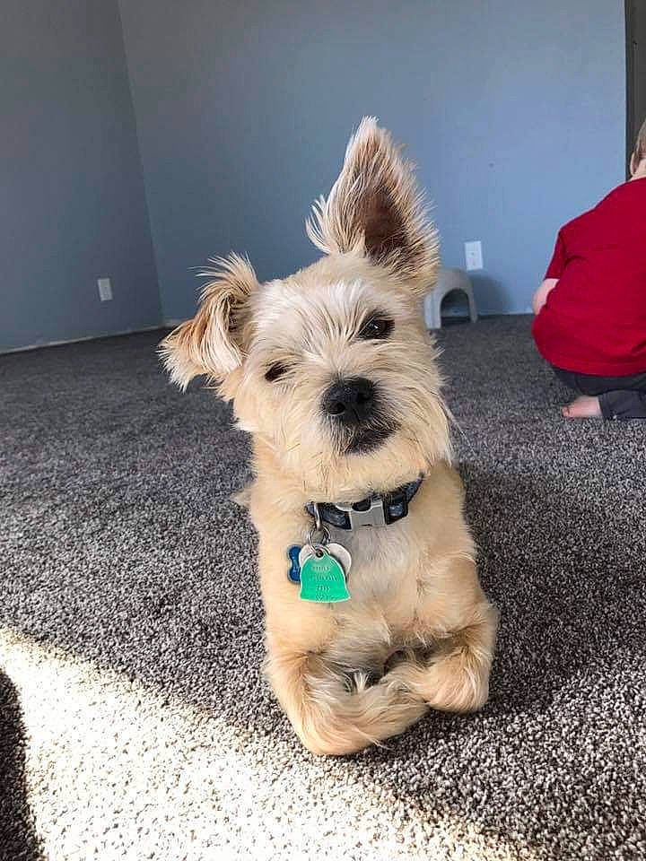 Mater joined the competition — help win amazing prizes! biewer_terrier, canidae, carnivore, collar, companion_dog, dog, dog_breed, dog_clothes, dog_collar, dog_supply, fur, maltepoo, paw, small_terrier, snout, sporting_group, terrier, toy_dog, working_animal, yorkipoo