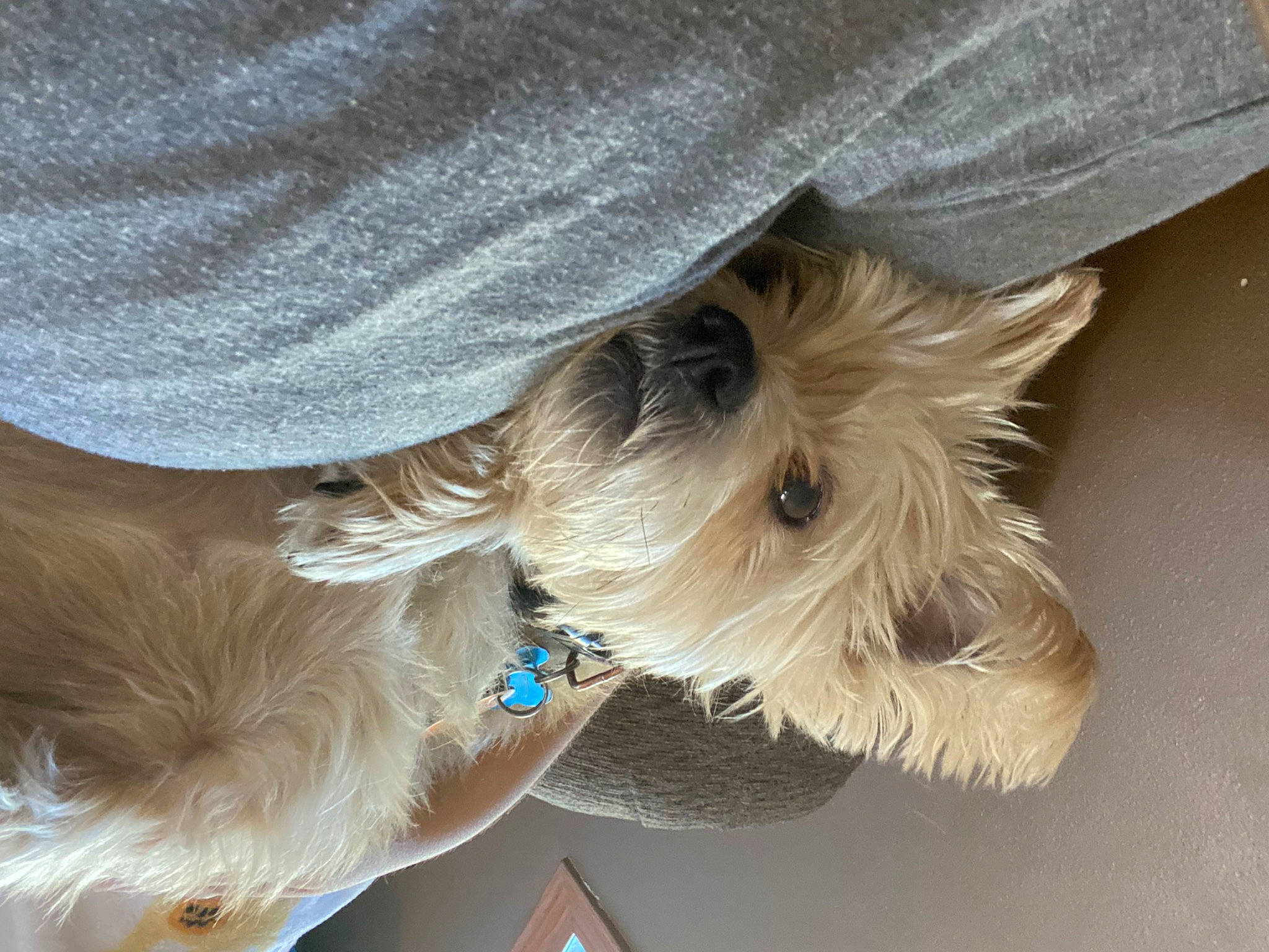 Mater is registered to the contest to win money with this photo: canidae, carnivore, collar, companion_dog, dog, dog_breed, dog_clothes, dog_collar, dog_supply, ear, electric_blue, fashion_accessory, fawn, fur, liver, pet_supply, snout, sporting_group, toy_dog, working_animal