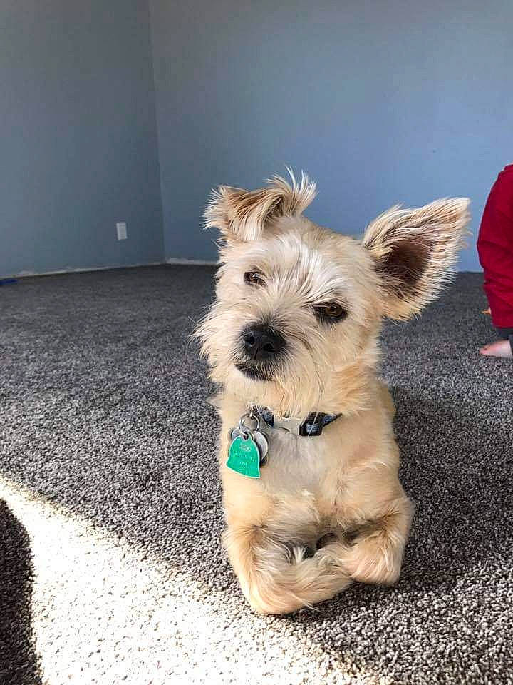 Mater joined the competition — help win amazing prizes! canidae, carnivore, collar, companion_dog, dog, dog_breed, dog_clothes, dog_collar, dog_supply, fawn, fur, leash, paw, schnauzer, small_terrier, snout, sporting_group, terrier, toy_dog, working_animal