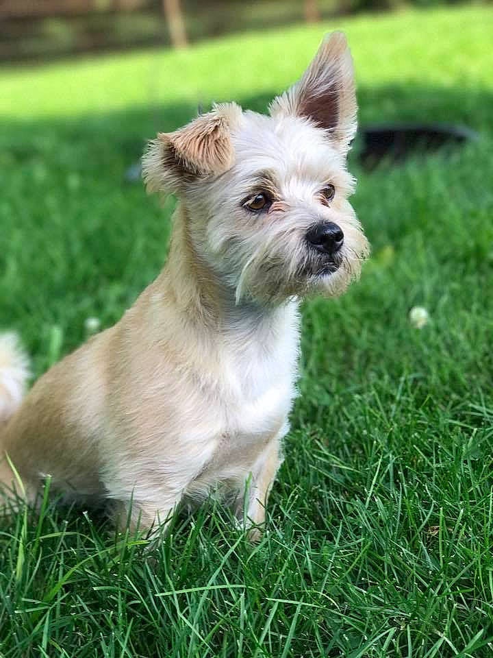 Mater is registered to the contest to win money with this photo: canidae, carnivore, companion_dog, dog, dog_breed, dog_supply, fawn, grass, liver, plant, small_terrier, sporting_group, terrier, toy_dog, working_animal