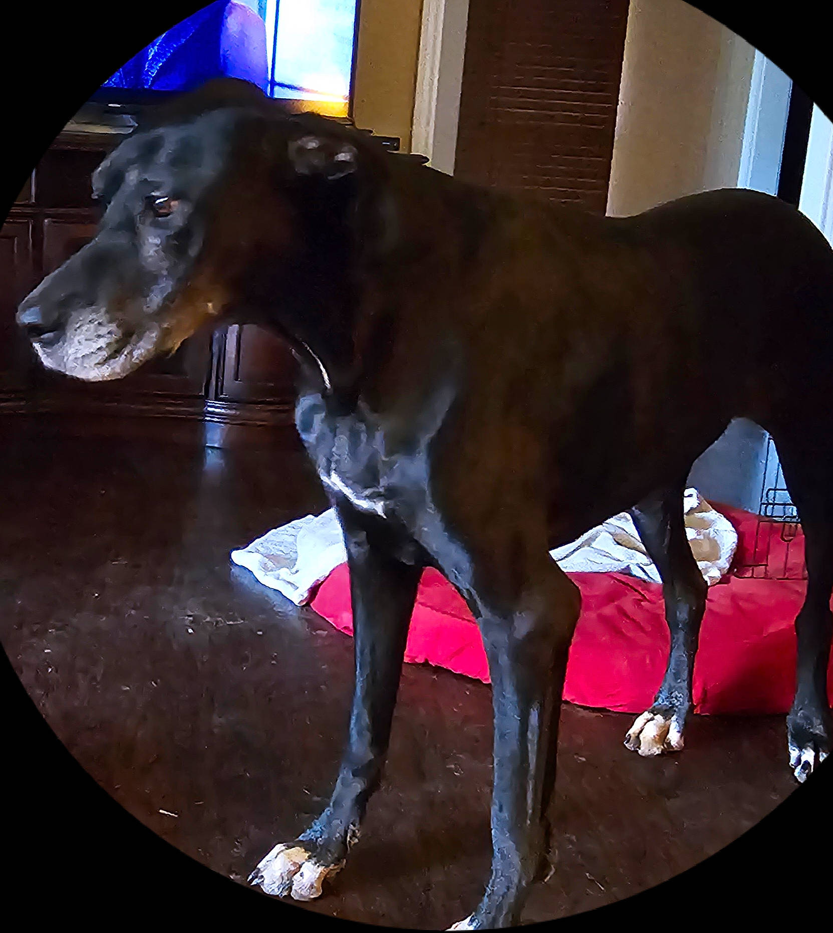 Bella is registered to the contest to win money with this photo: canidae, carnivore, collar, companion_dog, dobermann, dog, dog_breed, dog_collar, dog_supply, fawn, liver, metal, pet_supply, rampur_greyhound, rectangle, snout, sporting_group, tail, terrestrial_animal, working_animal