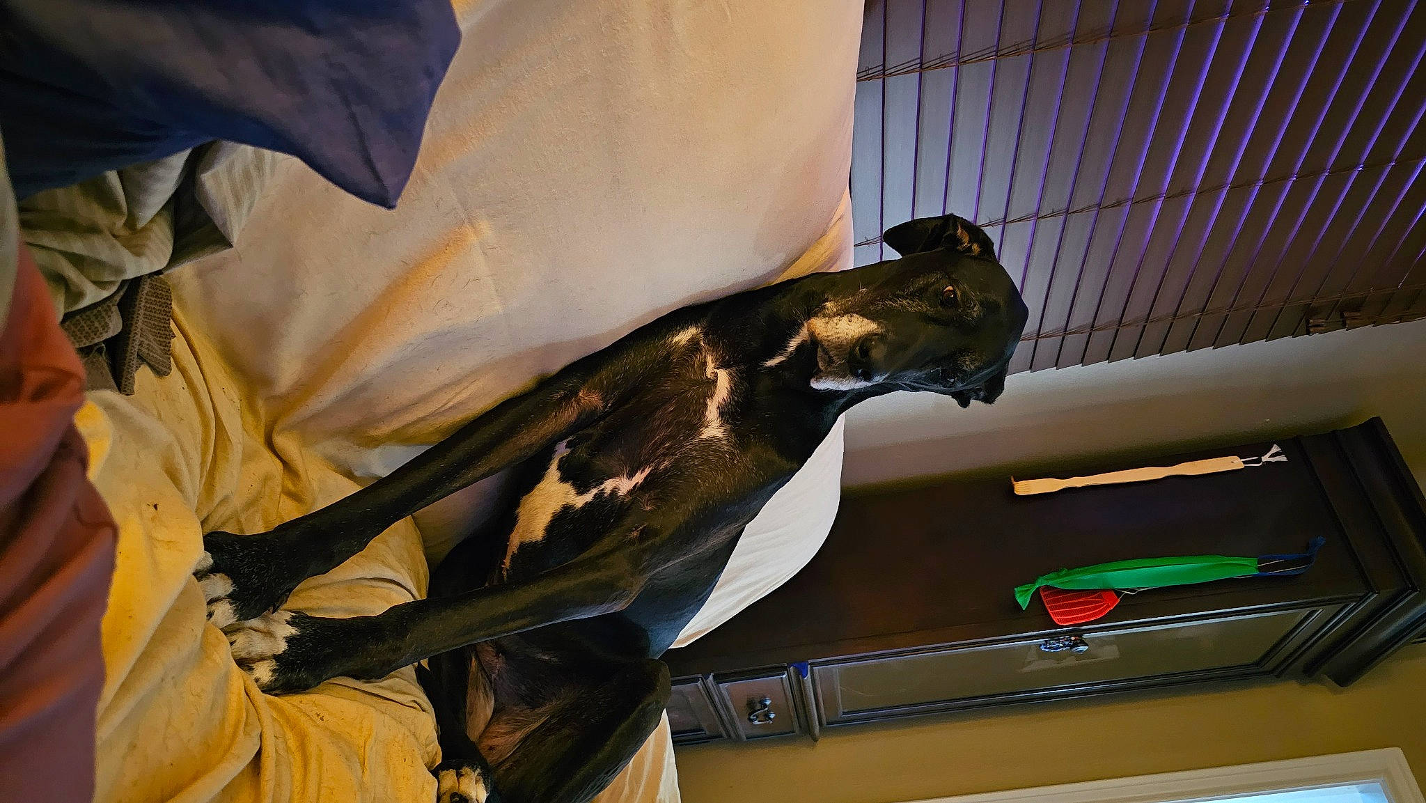 Bella joined the competition — help win amazing prizes! amphibian, art, beak, ceiling, dinosaur, elbow, event, extinction, fish, personal_protective_equipment, python, recreation, reptile, scaled_reptile, skeleton, skull, snake, wing, wood