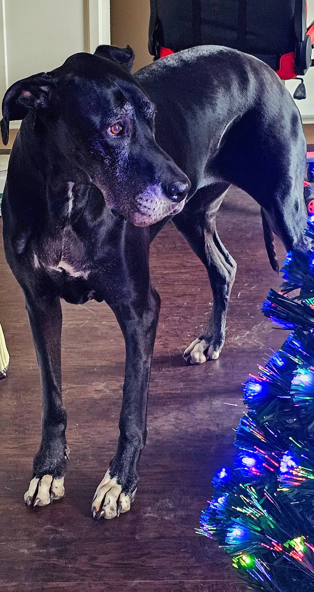 Bella joined the competition — help win amazing prizes! blue, borador, canidae, carnivore, christmas_tree, collar, companion_dog, conifer, dog, dog_breed, dog_collar, electric_blue, event, fawn, fir, fur, sporting_group, tail, working_animal, working_dog