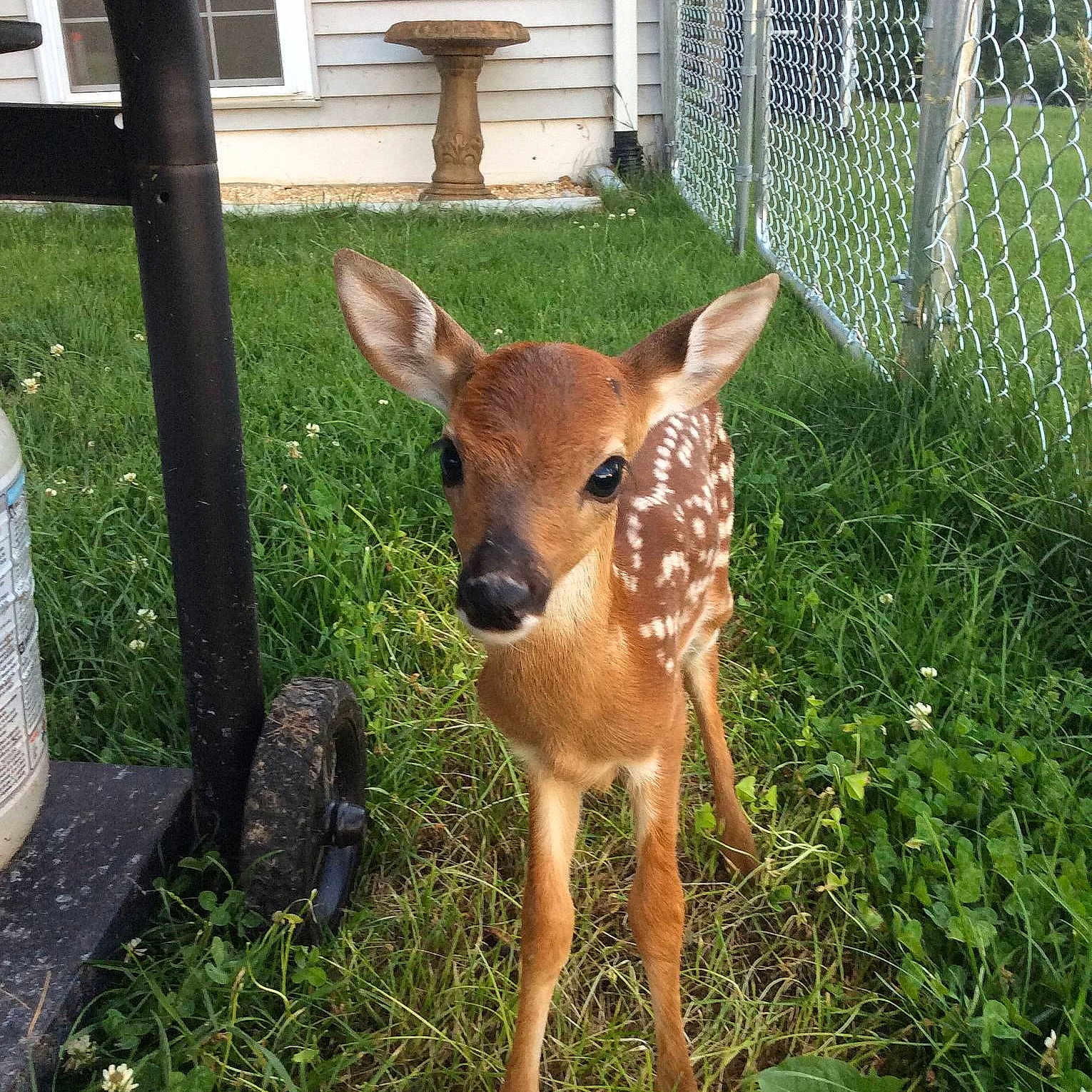 Bambi