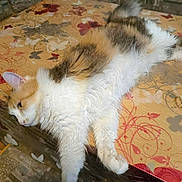Chipie a rejoint le concours — aidez-le/la à gagner de superbes lots ! cat, orange_and_white, fluffy, longhair, sleeping, lounging, relaxed, pet, animal, whiskers, ears, paws, tail, fur, bed, bedspread, indoors, home, cozy, portrait