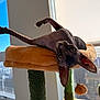 Martini is registered to the contest to win money with this photo: sphynx_cat, cat, cat_tree, indoor, window, sunlight, fuzzy, orange, green, pet, animal, ears, upside_down, relaxed, curious, feline, playful, home, daylight, resting
