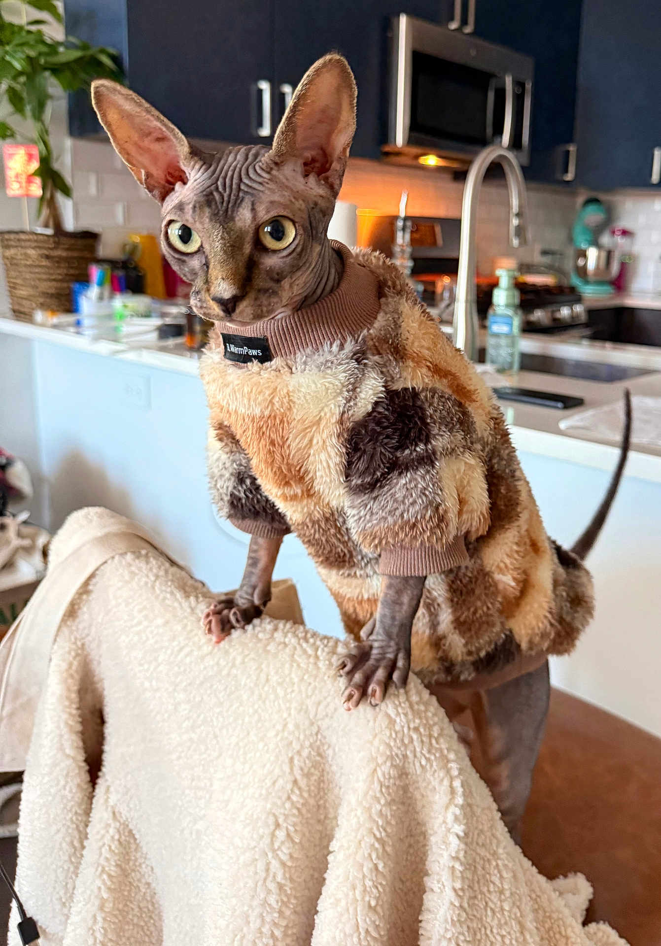 Martini joined the competition — help win amazing prizes! sphynx_cat, cat, pet, indoor, sweater, furniture, chair, kitchen, modern, curious, wrinkled_skin, large_eyes, cozy, animal, domestic_cat, feline, furless, home, appliances, countertop