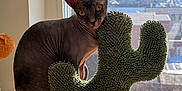 Martini is registered to the contest to win money with this photo: sphynx_cat, cat, indoor, window, sunlight, scratching_post, cactus_shaped, furniture, pet, animal, hairless_cat, perch, urban_view, daylight, shadow, texture, curious, pet_furniture, domestic_cat, relaxed