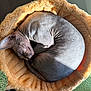 sphynx_cat, cat, sleeping, curled_up, hairless, pet_bed, fluffy_bed, sunlight, indoor, cozy, resting, animal, feline, wrinkled_skin, peaceful, close_up, domestic_cat, soft_texture, relaxation, quiet