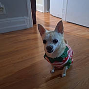 Loky joined the competition — help win amazing prizes! baseboard, chihuahua, clog_shoe, costume, dog, door, doorway, ears, eyes, floor, furniture_leg, hardwood_floor, holiday_outfit, human_leg, indoor, pet, shadow, sitting, small_dog, striped_sweater