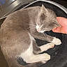 cat, kitten, gray_cat, white_paws, sleeping, curled_up, pet_bed, cozy, indoor, home, human_hand, petting, child, high_chair, kitchen, radiator, window, relaxed, whiskers, portrait
