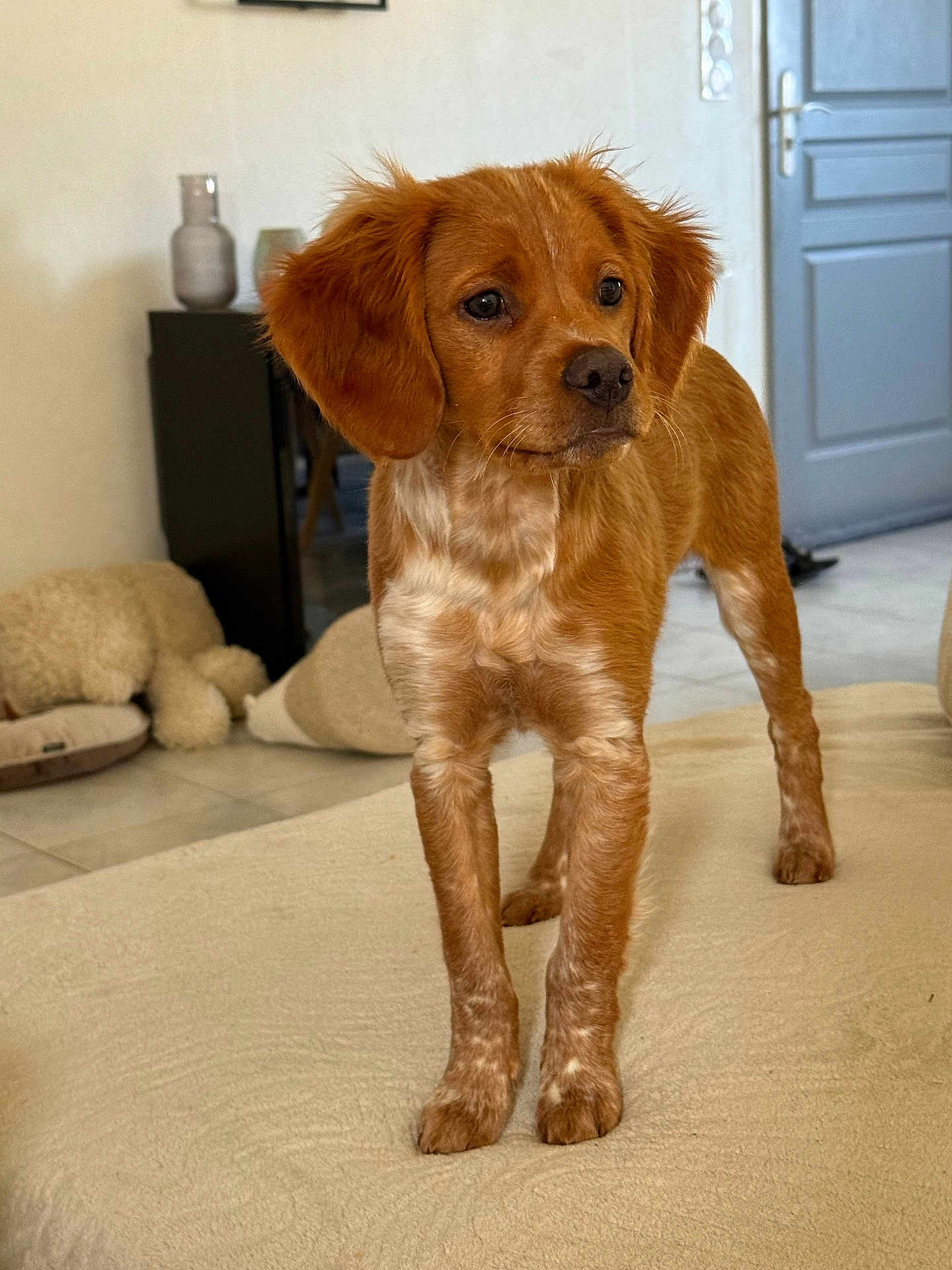 Aurion a rejoint le concours — aidez-le/la à gagner de superbes lots ! dog, puppy, brown_dog, pet, indoor, living_room, sofa, paws, fur, ears, nose, eyes, portrait, curious, home, door, tile_floor, pet_bed, vase, furniture