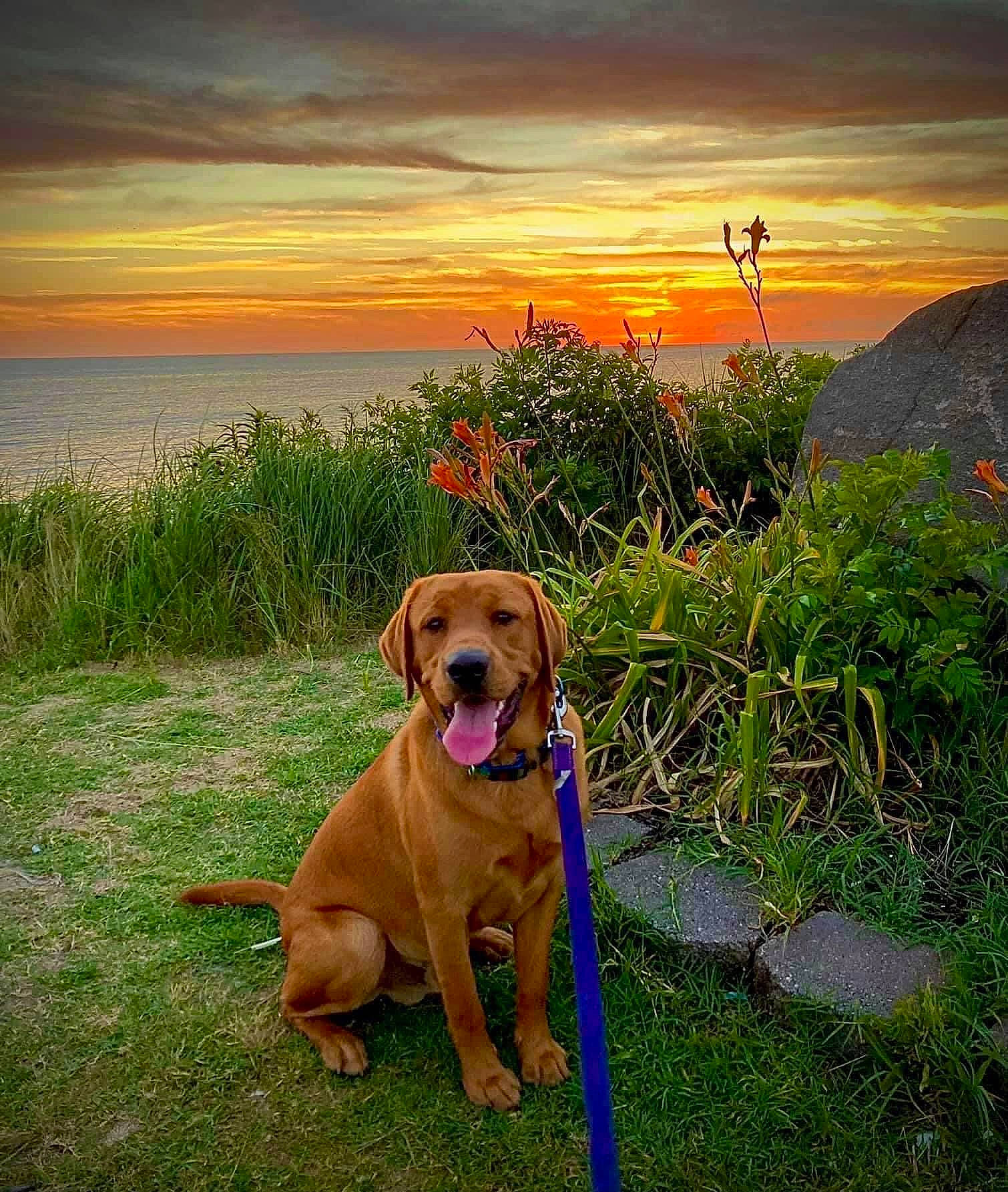 Doc is registered to the contest to win money with this photo: carnivore, cloud, collar, companion_dog, dog, dog_breed, fawn, grass, grassland, gun_dog, horizon, landscape, natural_landscape, pet_supply, plant, sky, sporting_group, sunrise, sunset, tail