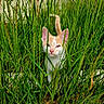 cat, kitten, orange_and_white, animal, pet, grass, field, outdoors, nature, wildflowers, greenery, camouflage, peeking, face, ears, eyes, tail, whiskers, portrait, sunlight