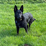 Sapphire joined the competition — help win amazing prizes! dog, black_dog, grass, field, outdoor, pet, animal, collar, tag, nature, canine, alert, standing, fur, ears, tail, daylight, greenery, portrait, mammal