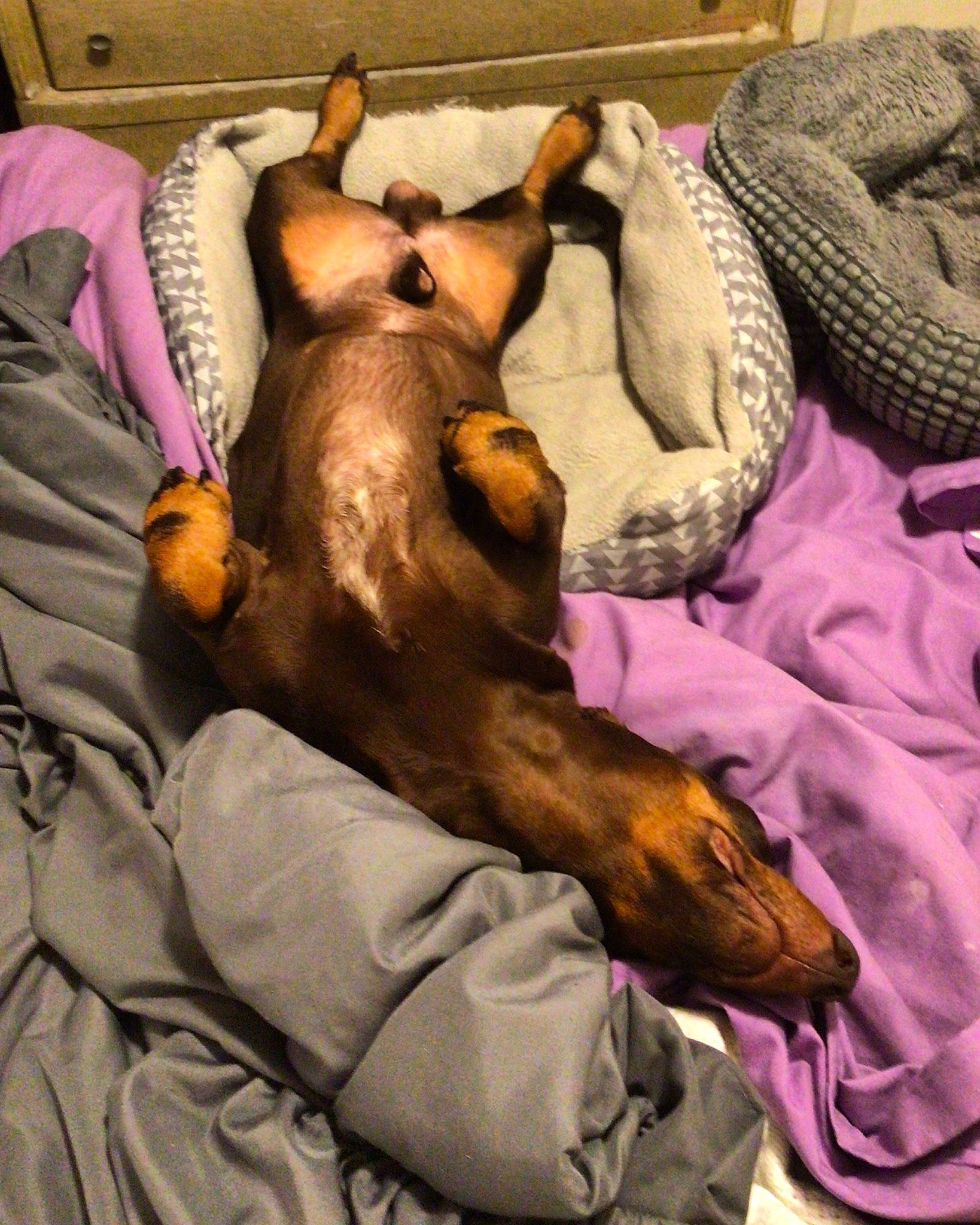 Hero joined the competition — help win amazing prizes! bed, blanket, canidae, carnivore, comfort, companion_dog, dog, dog_breed, dog_supply, fawn, fur, guard_dog, linens, liver, nap, paw, room, sleep, sporting_group, working_animal