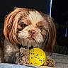 dog, toy, yellow_ball, brown_and_white, pet, indoor, cute, fluffy, animal, playful, paw, face, fur, nose, looking, resting, bed, collar, closeup, companion