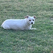 Sugar is registered to the contest to win money with this photo: dog, white_dog, grass, outdoor, pet, canine, animal, laying_down, nature, field, ears, fur, daylight, quiet, resting, mammal, small_dog, domestic_animal, side_view, calm