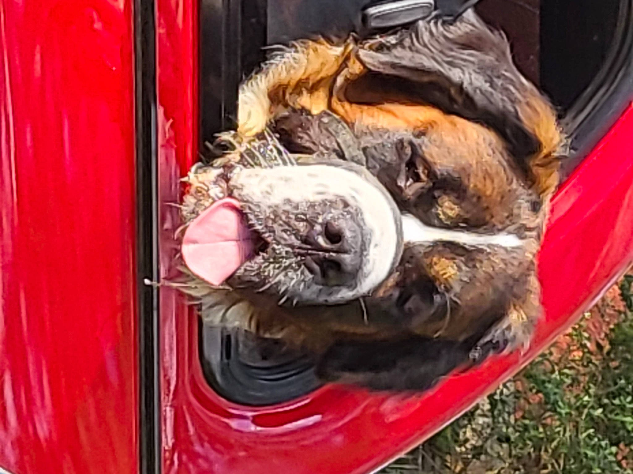 Bowzer joined the competition — help win amazing prizes! automotive_lighting, canidae, carnivore, companion_dog, dog_breed, door, felidae, fur, liver, magenta, pack_animal, pet_supply, small_to_medium_sized_cats, snout, sporting_group, vehicle_door, whiskers, window, wood, working_animal