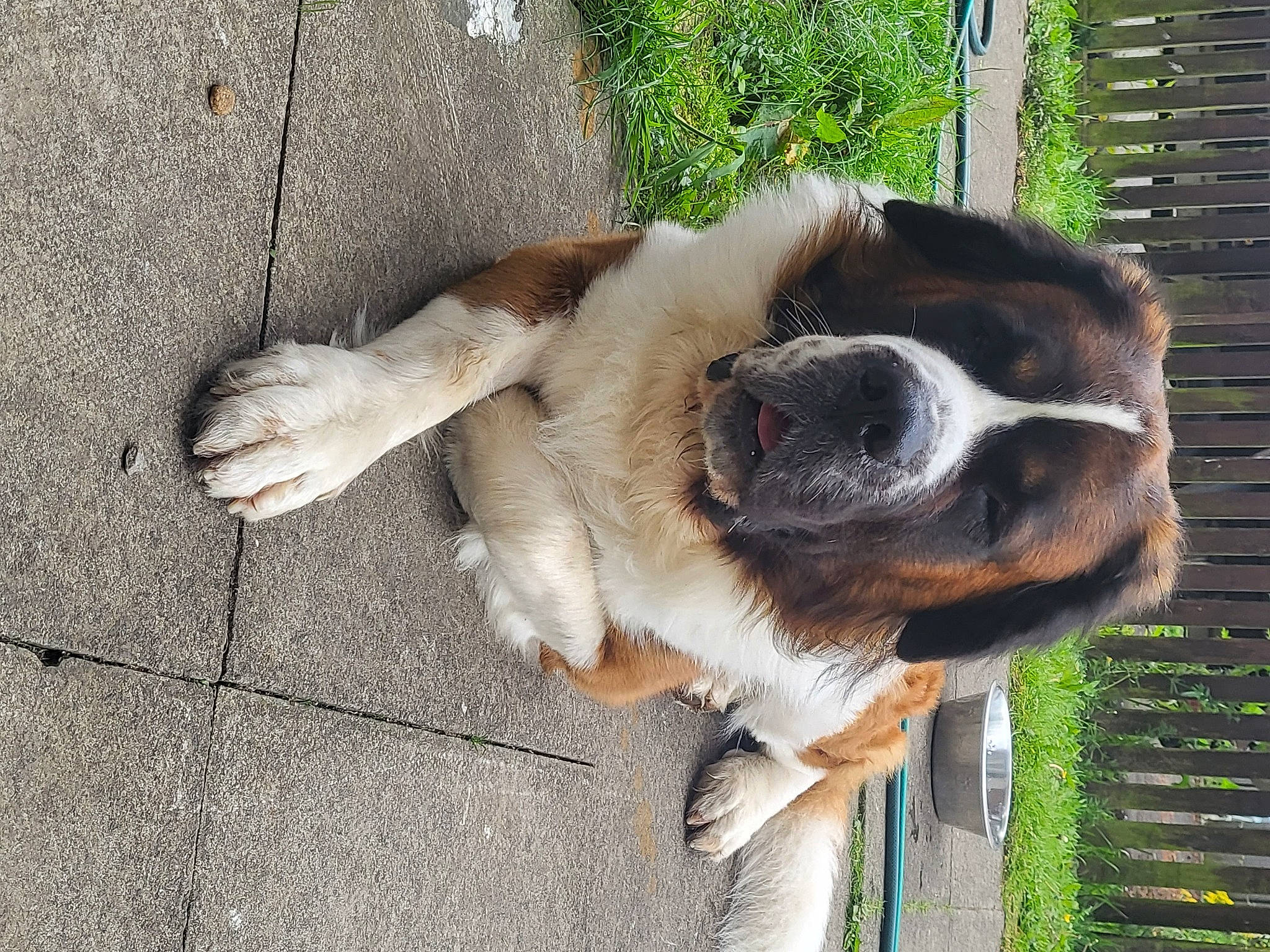 Bowzer is registered to the contest to win money with this photo: building, canidae, carnivore, collar, companion_dog, dog, dog_breed, door, fawn, fence, fur, giant_dog_breed, pet_supply, plant, sporting_group, tail, terrestrial_animal, whiskers, window, working_animal