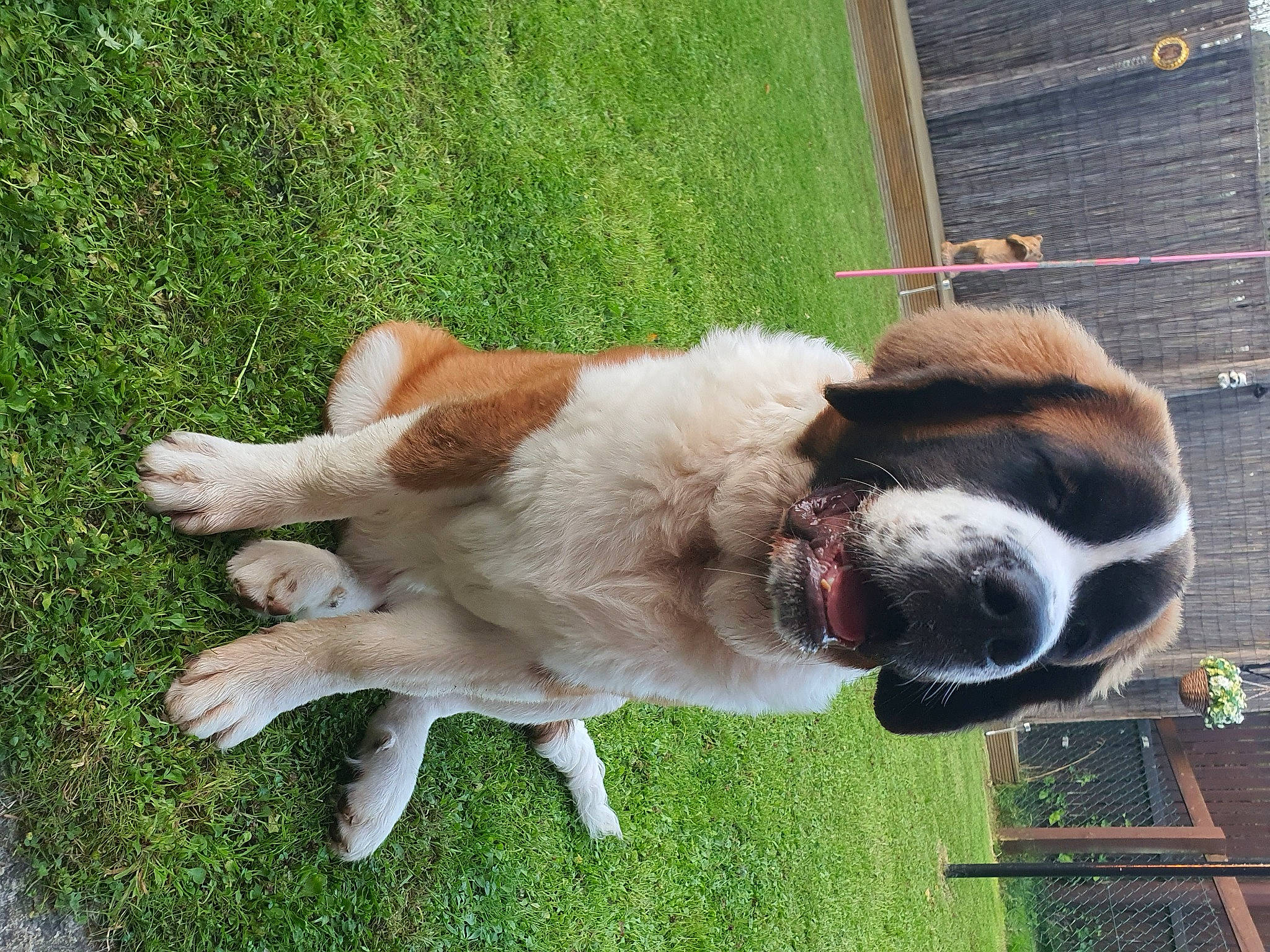 Bowzer is registered to the contest to win money with this photo: canidae, carnivore, collar, companion_dog, dog, dog_breed, dog_collar, fawn, fur, grass, leash, liver, pet_supply, plant, snout, sporting_group, tail, whiskers, window, working_animal