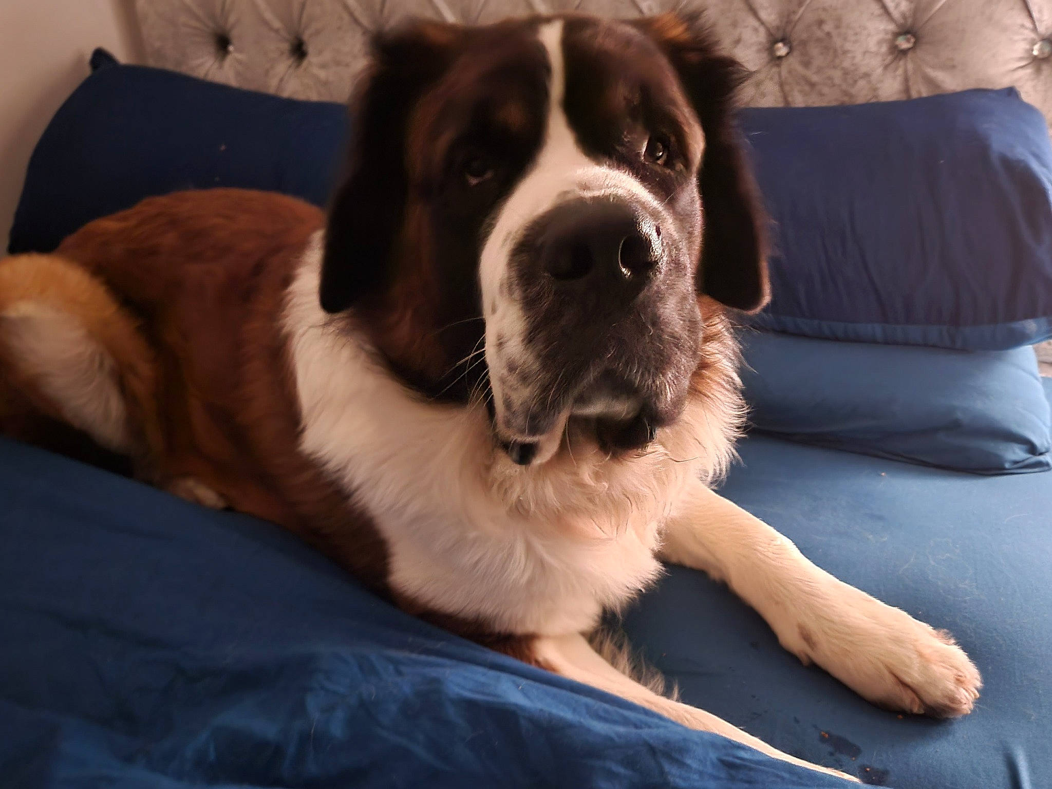 Bowzer joined the competition — help win amazing prizes! bored, canidae, carnivore, comfort, companion_dog, couch, dog, dog_breed, fawn, flooring, fur, giant_dog_breed, gun_dog, moscow_watchdog, paw, sporting_group, st_bernard, whiskers, working_animal, working_dog