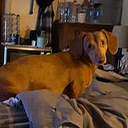 Oliver joined the competition — help win amazing prizes! dog, brown_dog, bed, blanket, indoor, furniture, dresser, clutter, curious, pet, animal, looking, room, cozy, fabric, sleeping_area, domestic, canine, resting, household