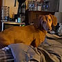 dog, brown_dog, bed, blanket, indoor, furniture, dresser, clutter, curious, pet, animal, looking, room, cozy, fabric, sleeping_area, domestic, canine, resting, household