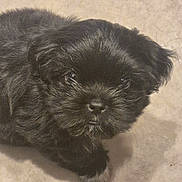 Arya participe au concours pour gagner de l'argent avec cette photo : puppy, dog, black_fur, close_up, carpet, pet, young, cute, fur, animal, indoor, small, adorable, face, whiskers, looking_up, soft, domestic, mammal, companion