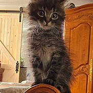 Echo joined the competition — help win amazing prizes! animal, armrest, bedroom, cat, chair, close_up, cozy, curious, cute, domestic, feline, fluffy, fur, indoor, kitten, perched, pet, small, wide_eyes, wooden_furniture