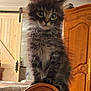 animal, armrest, bedroom, cat, chair, close_up, cozy, curious, cute, domestic, feline, fluffy, fur, indoor, kitten, perched, pet, small, wide_eyes, wooden_furniture
