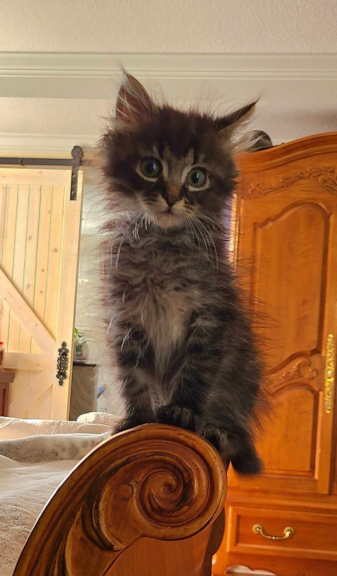 Echo