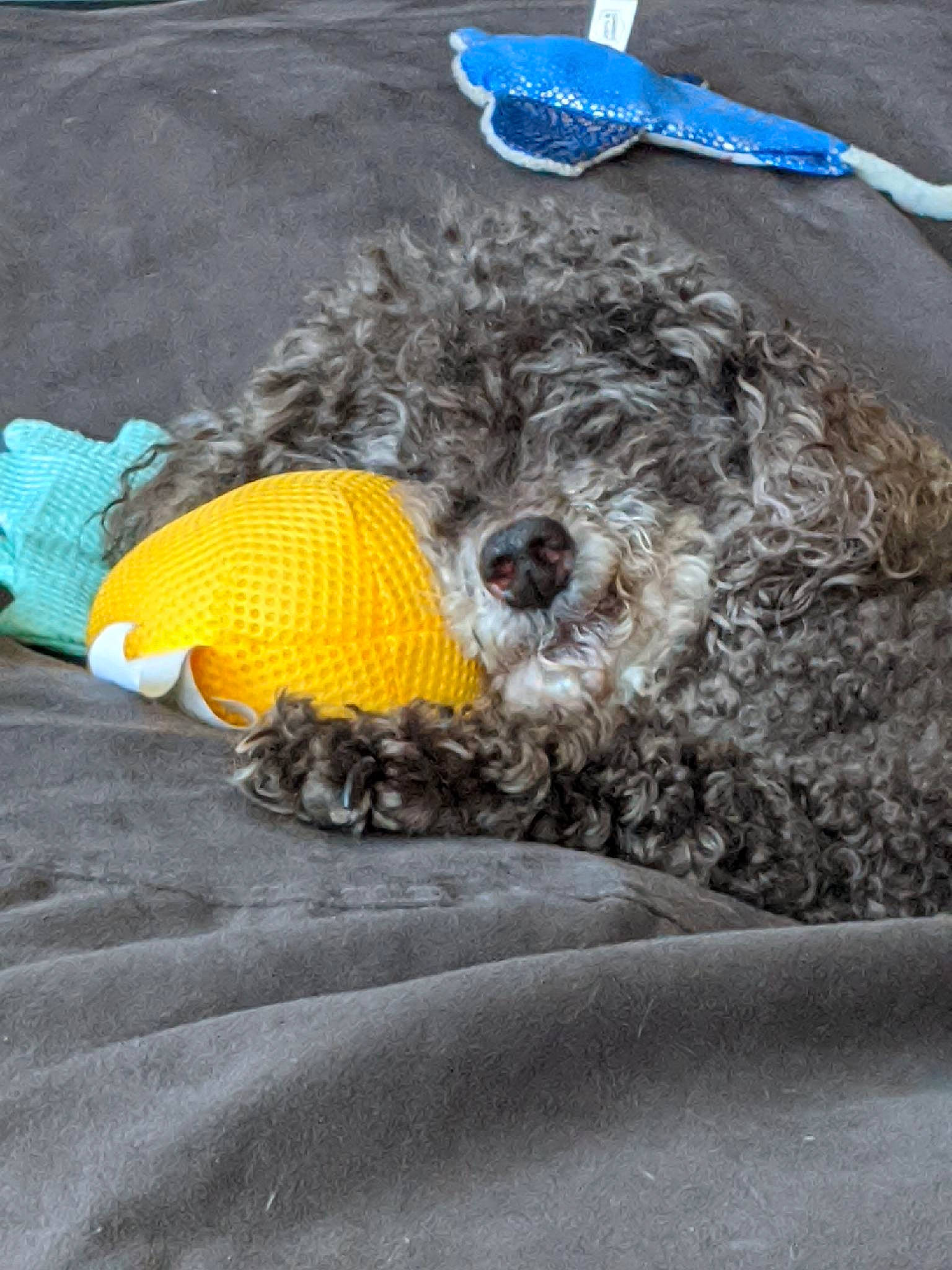 Martin is registered to the contest to win money with this photo: barbet, bolonka, canidae, carnivore, cockapoo, dog, dog_breed, goldendoodle, labradoodle, lagotto_romagnolo, mammal, miniature_poodle, poodle_crossbreed, portuguese_water_dog, pumi, schnoodle, spanish_water_dog, sporting_group, terrier, water_dog