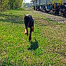 animal, canine, daylight, doberman, dog, energetic, field, grass, greenery, motion, nature, outdoor, pet, playful, puppy, rail_carts, railway, running, summer, sunny