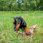 Spajk participe au concours pour gagner de l'argent avec cette photo : animal, canine, chewing, collar, doberman, dog, ears, field, fur, grass, greenery, nature, outdoor, pet, playful, puppy, snout, stick, trees, young
