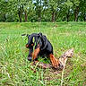 animal, canine, chewing, collar, doberman, dog, ears, field, fur, grass, greenery, nature, outdoor, pet, playful, puppy, snout, stick, trees, young