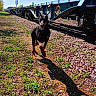 animal, blue, canine, daylight, doberman, dog, freight_train, grass, gravel, metal, motion, nature, outdoor, railway, running, shadow, sunlight, track, train, wheel