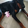 animal, black_and_tan, canine, companion, doberman, dog, domestic_animal, floor, home, indoor, looking_away, lying_down, pet, pink_toy, quiet, relaxed, resting, stuffed_animal, toy, wooden_floor